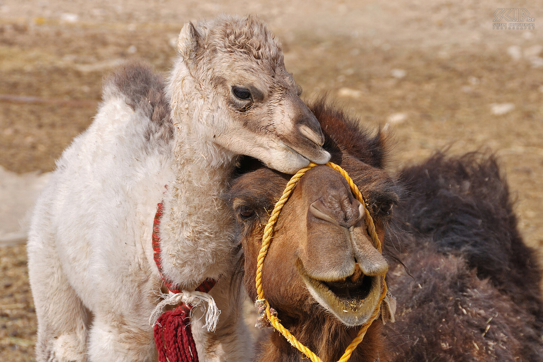 Camels - Mother with young  Stefan Cruysberghs